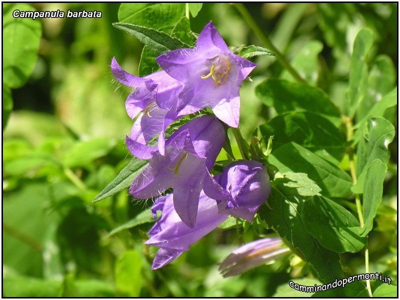 Campanula barbuta.jpg